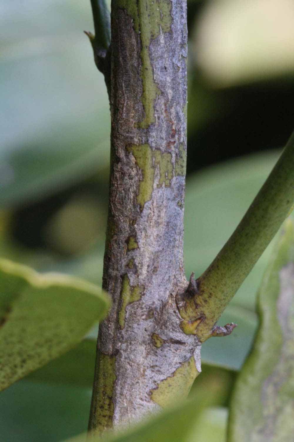            Second - third year twig (Coarse, Riverside, CA)   